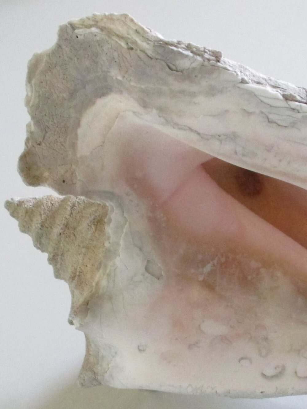 GIANT QUEEN CONCH SHELL